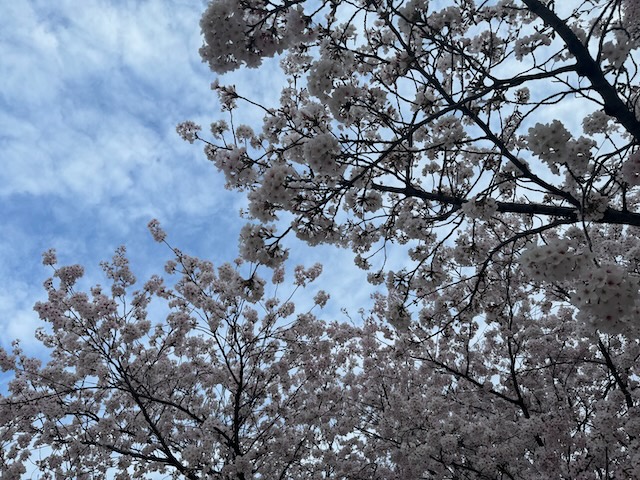 今年も桜がキレイです